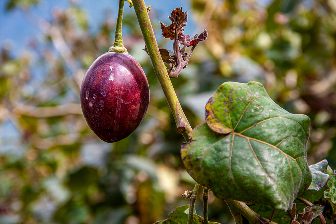 Siembra de tomate de árbol